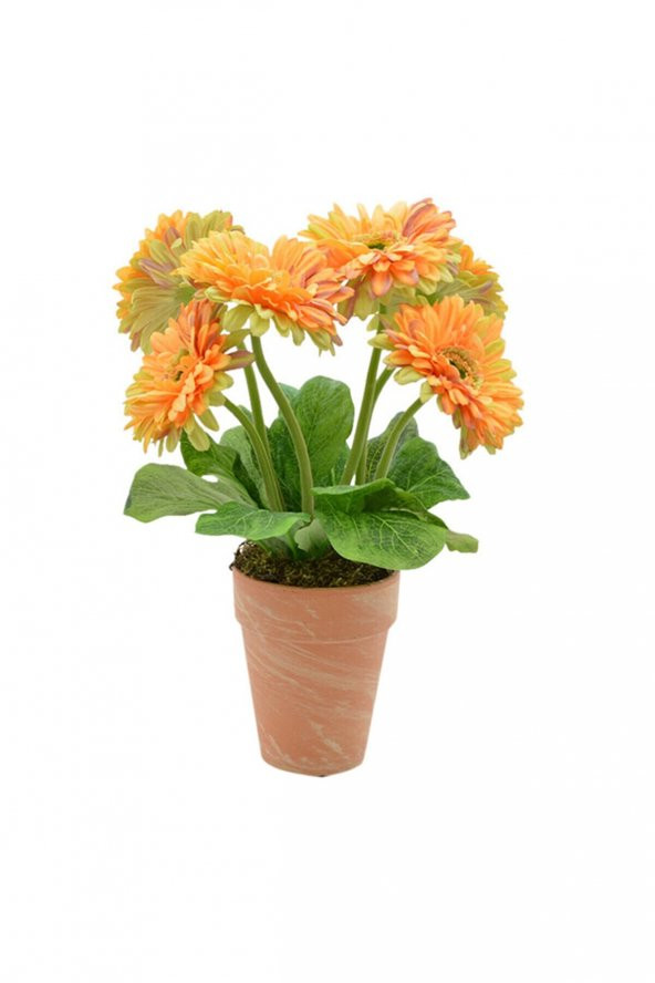 Nadir Karışık Gerbera Çiçeği Tohumu 5 Tohum Çiçek Tohumu - Resim 3