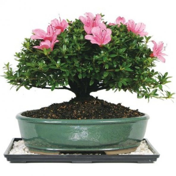 Nadir İthal Bodur Orkide Bonzai Ağacı Tohumu 5 Tohum Bonsai Tohumu - 4