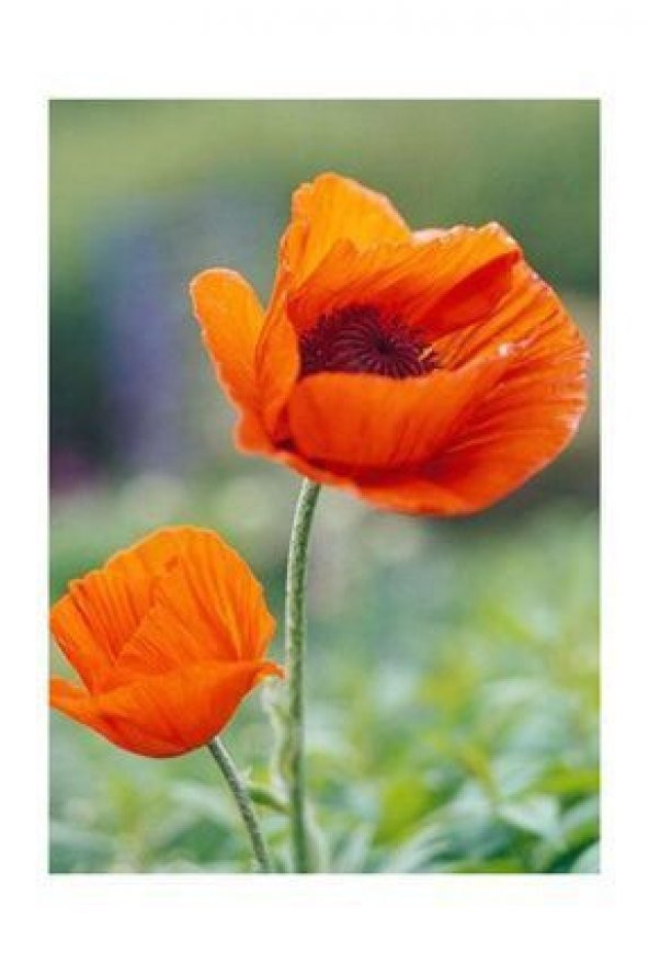 Karışık 5 Renk Gelincik Çiçeği Tohumu Ekim Seti - Resim 2