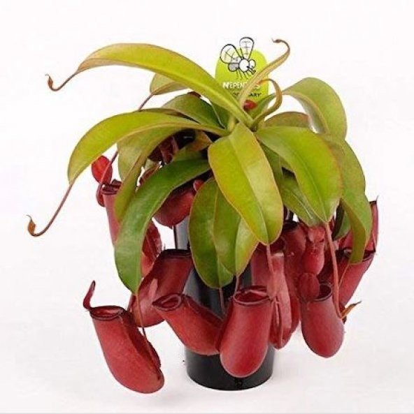 Venus Fly Trap Nepenthes Etçil Etobur Bitki sinek Kapan Nepentes 10 Tohum - 4