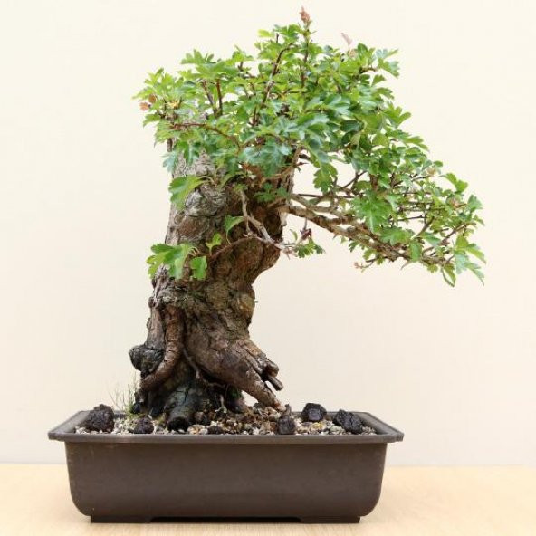Nadir İthal Bodur Sarı Alıç Bonzai Ağacı Tohumu 3 Tohum Bonsai Tohumu - Resim 4