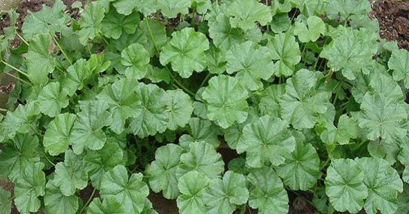 Ebe Gömeci Tohumu Ekim Seti - 3