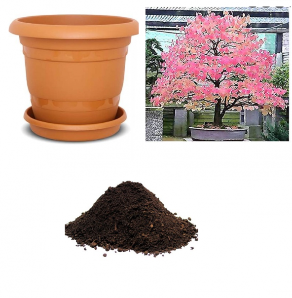 İthal Katsura Bonsai Ağacı Tohumu Ekim Seti