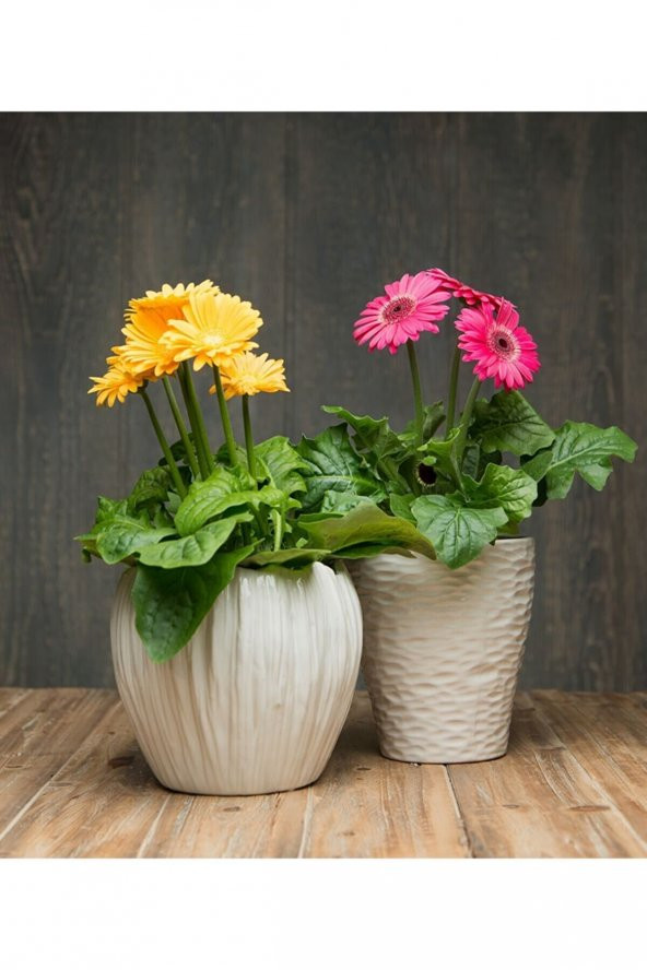 Nadir Karışık Gerbera Çiçeği Tohumu 5 Tohum Çiçek Tohumu - Resim 4