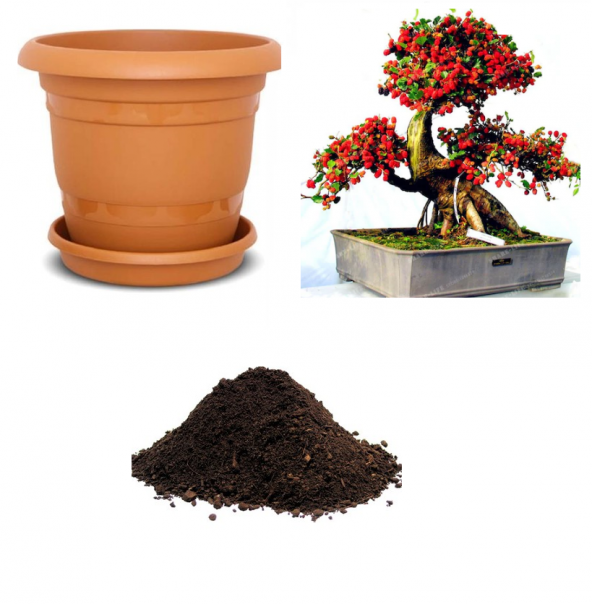 İthal Karadut Bonsai Ağacı Tohumu Ekim Seti