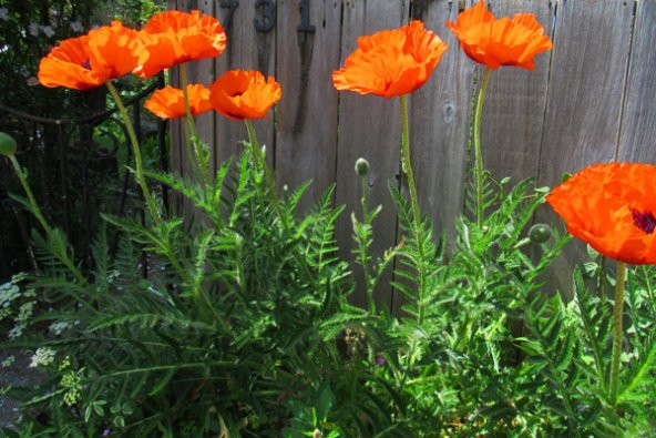 Turuncu Gelincik Çiçeği Tohumu Ekim Seti - 4