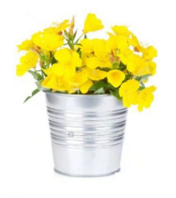 Nadir Ezan Çiçeği Tohumu Ekim Seti - 2