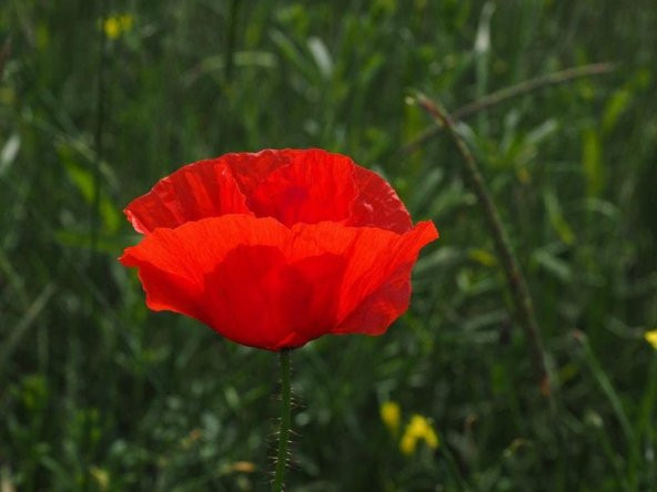 Karışık 5 Renk Gelincik Çiçeği Tohumu Ekim Seti - Resim 4