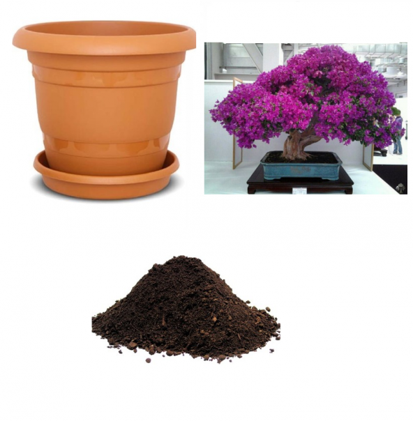 İthal Bodur Erguvan Bonsai Ağacı Tohumu Ekim Seti