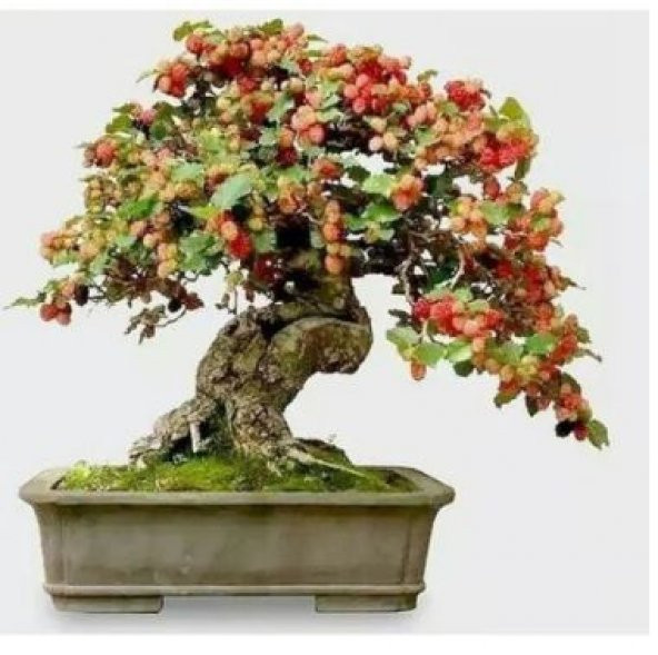 İthal Karadut Bonsai Ağacı Tohumu Ekim Seti - 2