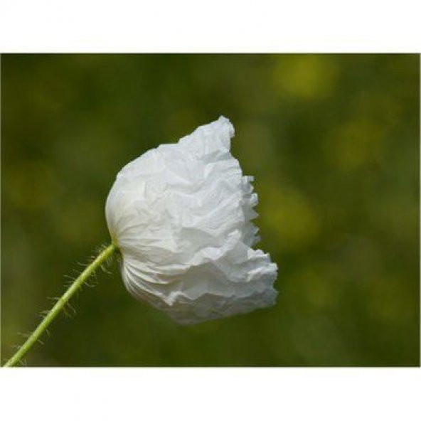 Karışık 5 Renk Gelincik Çiçeği Tohumu Ekim Seti - Resim 5