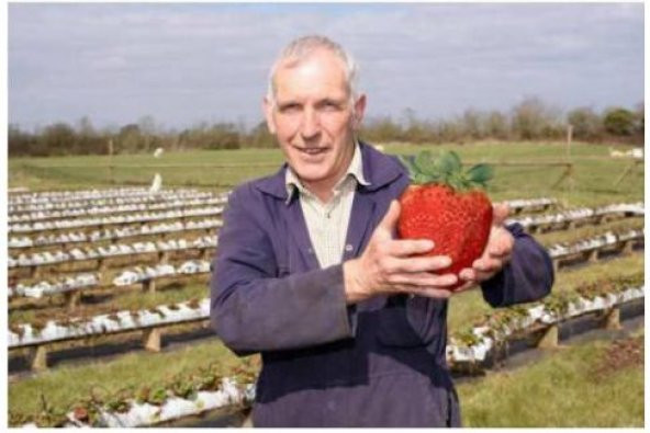 İthal Dev Çilek Tohumu Ekim Seti - Resim 3