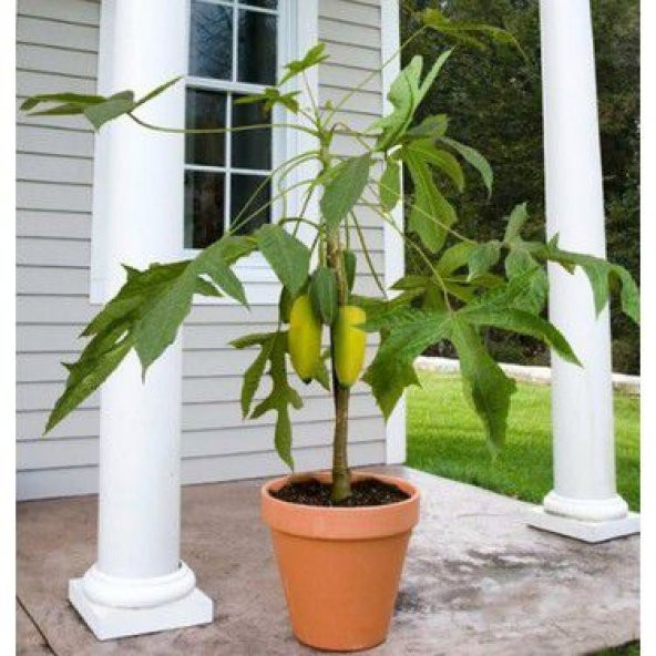 İthal Bodur Saksılık Papaya Ağacı Tohumu Ekim Seti - 2