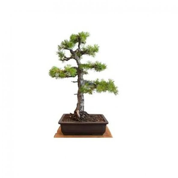 İthal Karaçam Bonsai Ağacı Tohumu Ekim Seti - 2