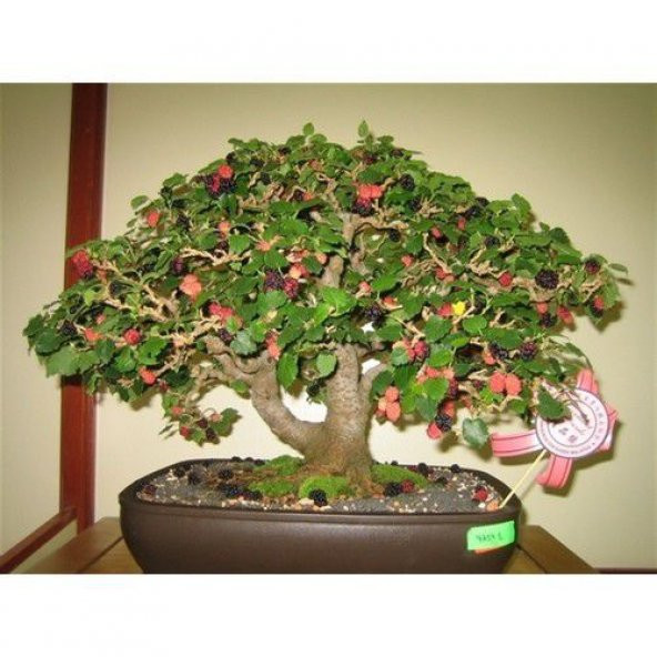 İthal Karadut Bonsai Ağacı Tohumu Ekim Seti - 3