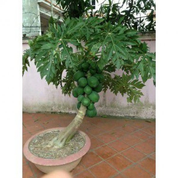 İthal Bodur Saksılık Papaya Ağacı Tohumu Ekim Seti - 3