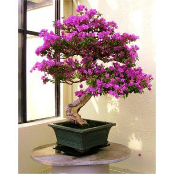 Nadir İthal Mersin Bonsai Ağacı Tohumu Ekim Seti - 4