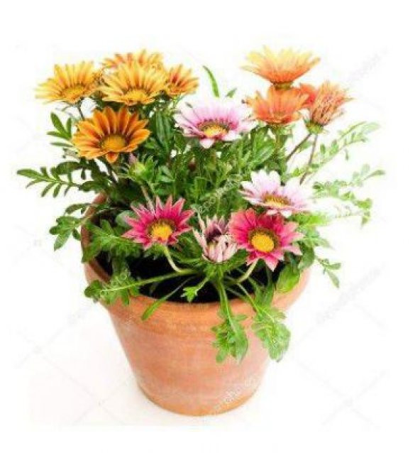 Nadir Gazania Çiçeği Tohumu Ekim Seti - 3