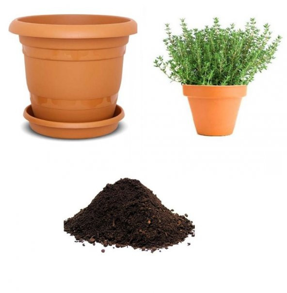 Aromatik Dağ Kekik Tohumu Ekim Seti