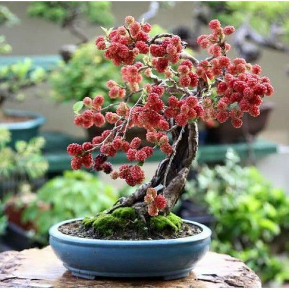 İthal Karadut Bonsai Ağacı Tohumu Ekim Seti - 4