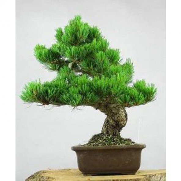 İthal Karaçam Bonsai Ağacı Tohumu Ekim Seti - 4