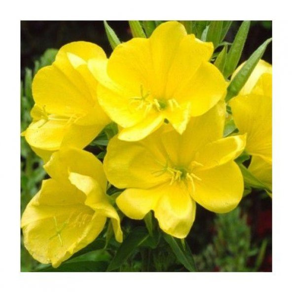 Nadir Ezan Çiçeği Tohumu Ekim Seti - 4