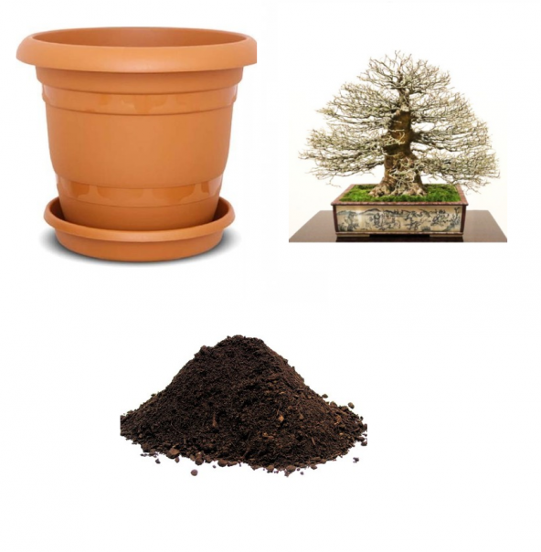İthal Enkiantus Bonsai Ağacı Tohumu Ekim Seti