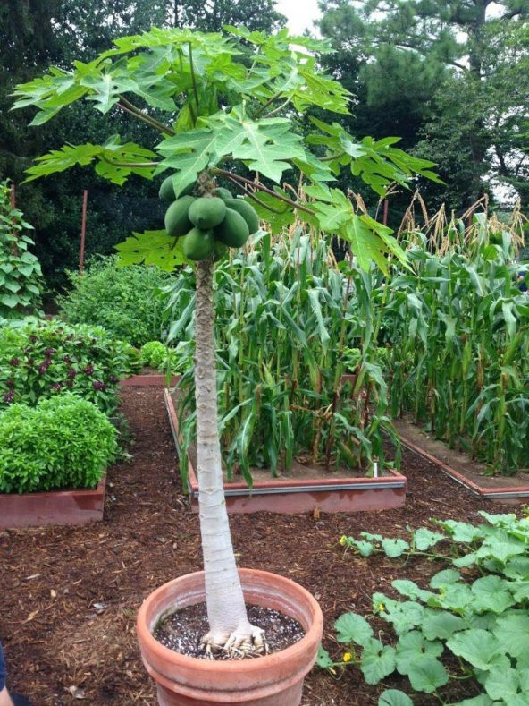 İthal Bodur Saksılık Papaya Ağacı Tohumu Ekim Seti - 4
