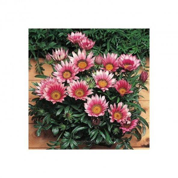 Nadir Gazania Çiçeği Tohumu Ekim Seti - 4