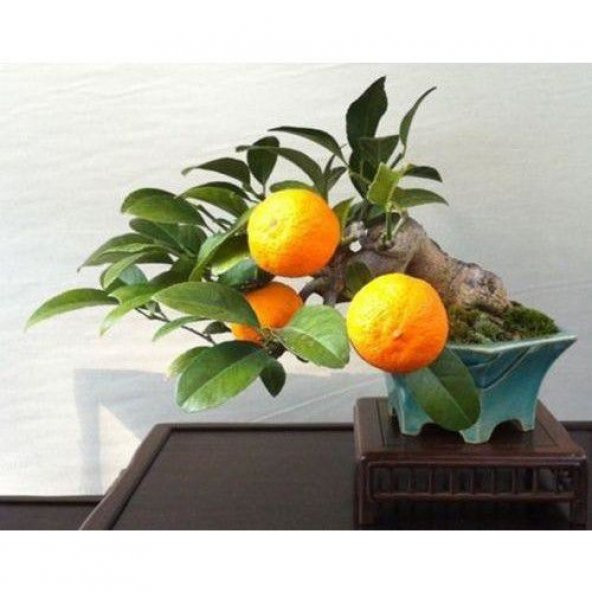 İthal Portakal Bonsai Ağacı Tohumu Ekim Seti - Resim 3
