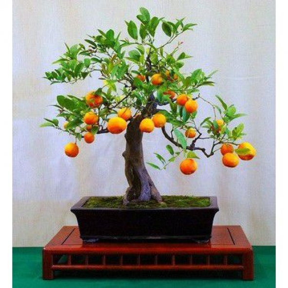 İthal Portakal Bonsai Ağacı Tohumu Ekim Seti - Resim 4