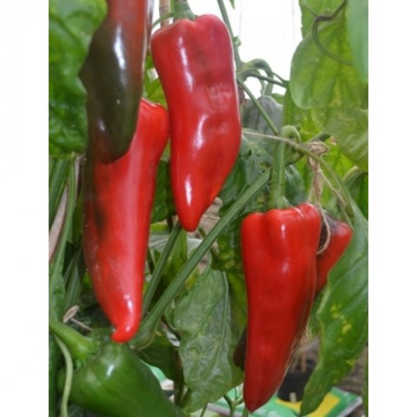 Eko Paket 100 Tohum Tatlı Kırmızı Kapya Biberi Tohumu Kapya Biber Tohumu - Resim 4
