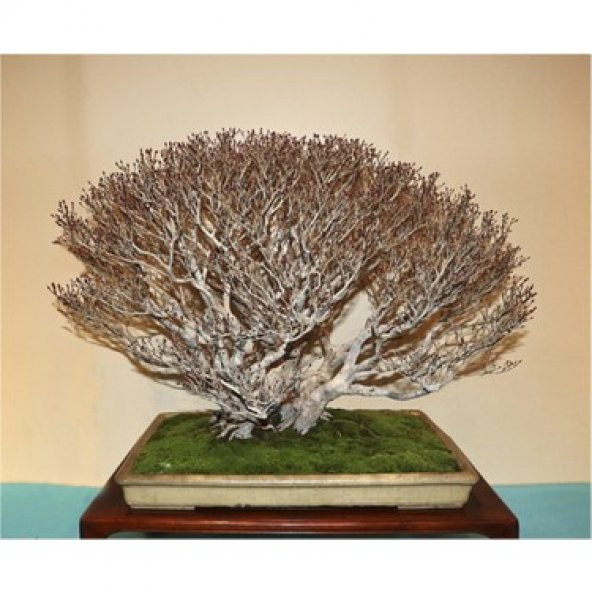 İthal Enkiantus Bonsai Ağacı Tohumu Ekim Seti - 3
