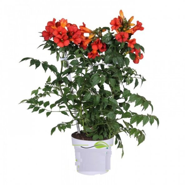 Nadir Acem Borusu Çiçeği Tohumu Ekim Seti 10 Tohum Saksı Toprak Kombin