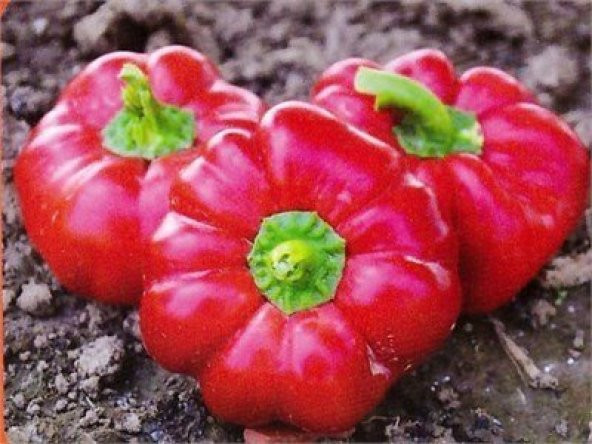 Nadir İthal Tatlı Domates Biberi Tohumu Ekim Seti 5 Tohum Biber Tohumu Saksı Toprak Kombin - Resim 3