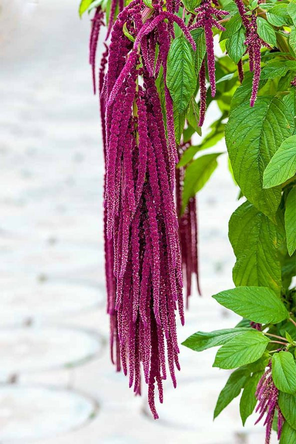 Nadir Tilki Kuyruğu Çiçeği Tohumu Ekim Seti 10 Tohum Saksı Toprak Kombin - 2