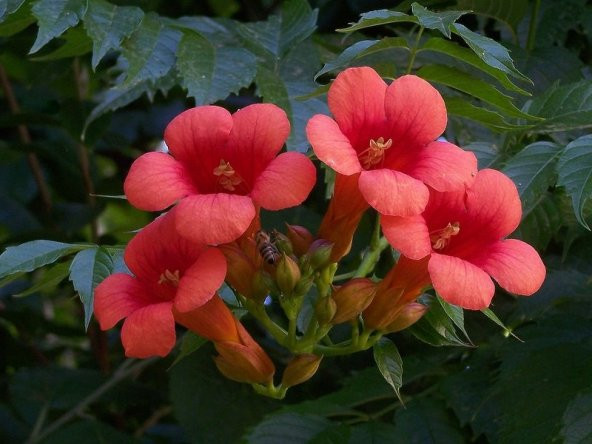 Nadir Acem Borusu Çiçeği Tohumu Ekim Seti 10 Tohum Saksı Toprak Kombin - 3