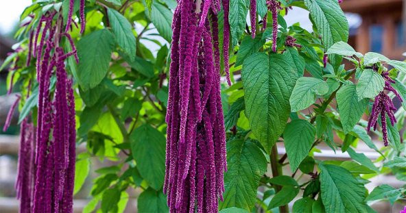 Nadir Tilki Kuyruğu Çiçeği Tohumu Ekim Seti 10 Tohum Saksı Toprak Kombin - 3