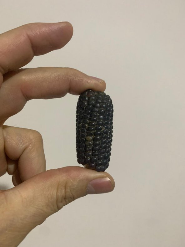 Nadir İthal Mini Siyah Mısır Tohumu 3 Tohum