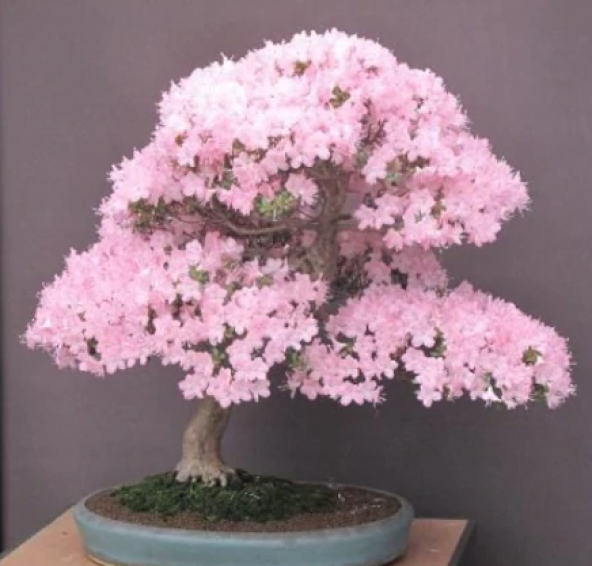 Bodur Cherry Blossom Bonzai Ağacı Ekim Seti 5 Adet Tohum Saksı Toprak Kombin