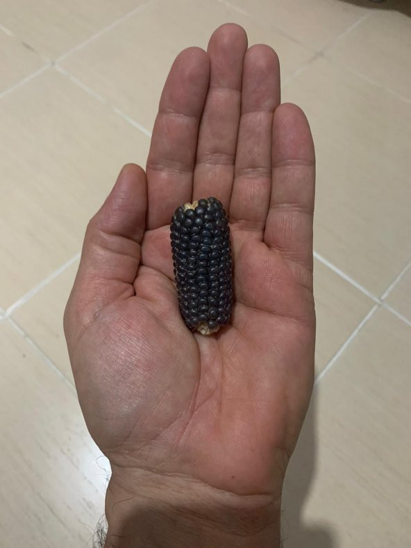 Nadir İthal Mini Siyah Mısır Tohumu 3 Tohum - Resim 2