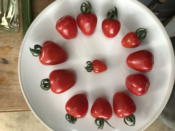 Nadir Tomatoberry Çilek Domatesi Ekim Seti Çilek Domates Tohumu 10 Tohum Saksı Toprak Kombin - 2