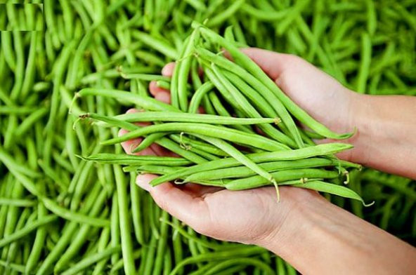 Acebek Tohumu Börülce Tohumu Faslye Tohumu Ekim Seti 15 Tohum Saksı Toprak Kombin - 2