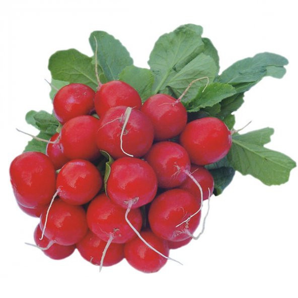 Meşhur Kırmızı Fındık Turp Tohumu 75 Tohum