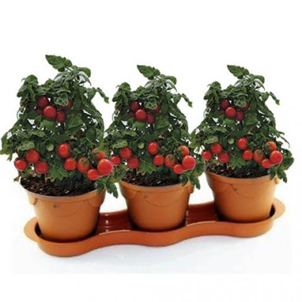 Nadir Saksılık Pinpon Domates Tohumu Ekim Seti 10 Tohum Saksı Toprak Kombin - 2