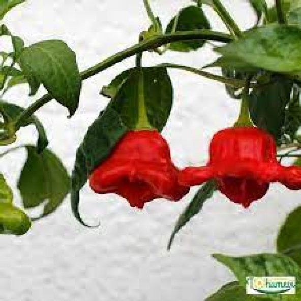 Nadir İthal Kırmızı Gül Biberi Tohumu 5 Adet Tohum Bishops Tacı Biber Tohumu - Resim 2