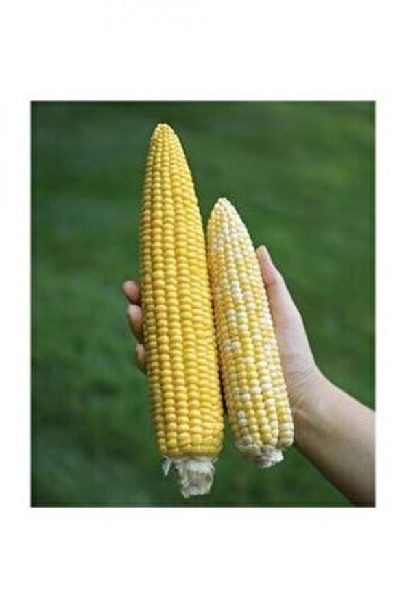 Süper Paket 100 Adet Tohum İthal Nadir 40-60 Cm Uzun Mısır Tohumu - 3