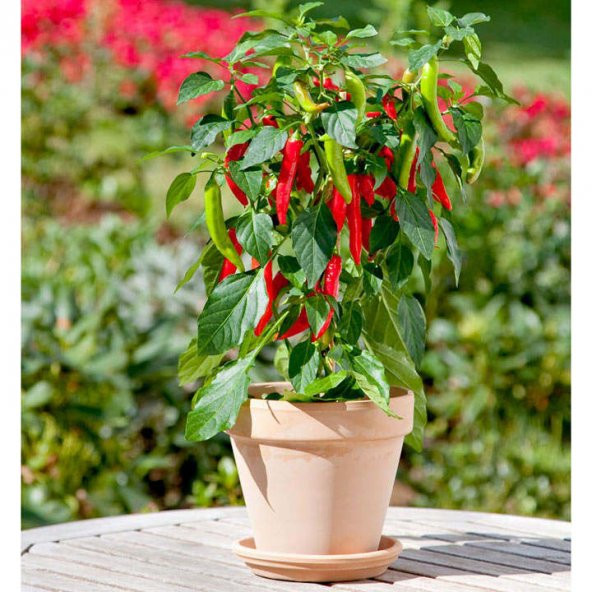 Nadir Saksılık Acı Kırmızı Cayenne Biber Tohumu Ekim Seti 10 Tohum Saksı Toprak Kombin - Resim 3