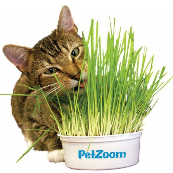 Saksılık Kedi Çimi Tohumu Ekim Seti 30 Gram Tohum Çim Tohumu Saksı Toprak Kombin - 2