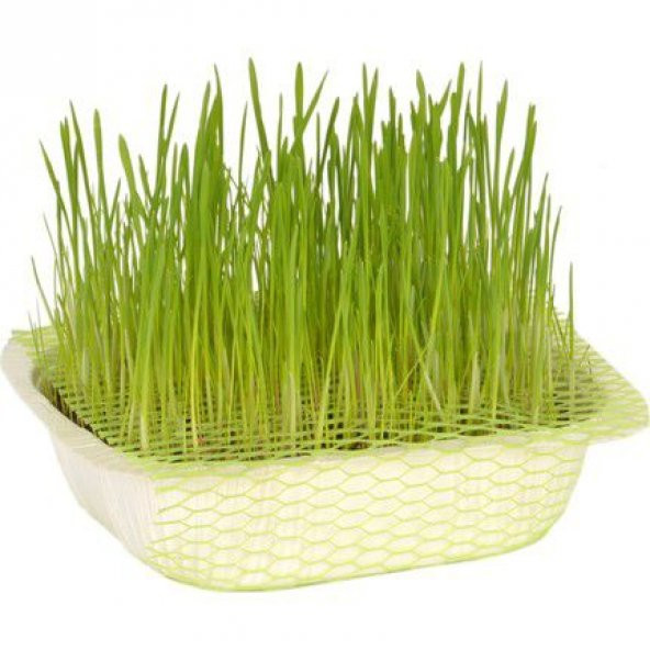 İthal Kedi Çimi Tohumu 100 GR Tohum Çim Tohumu - 3